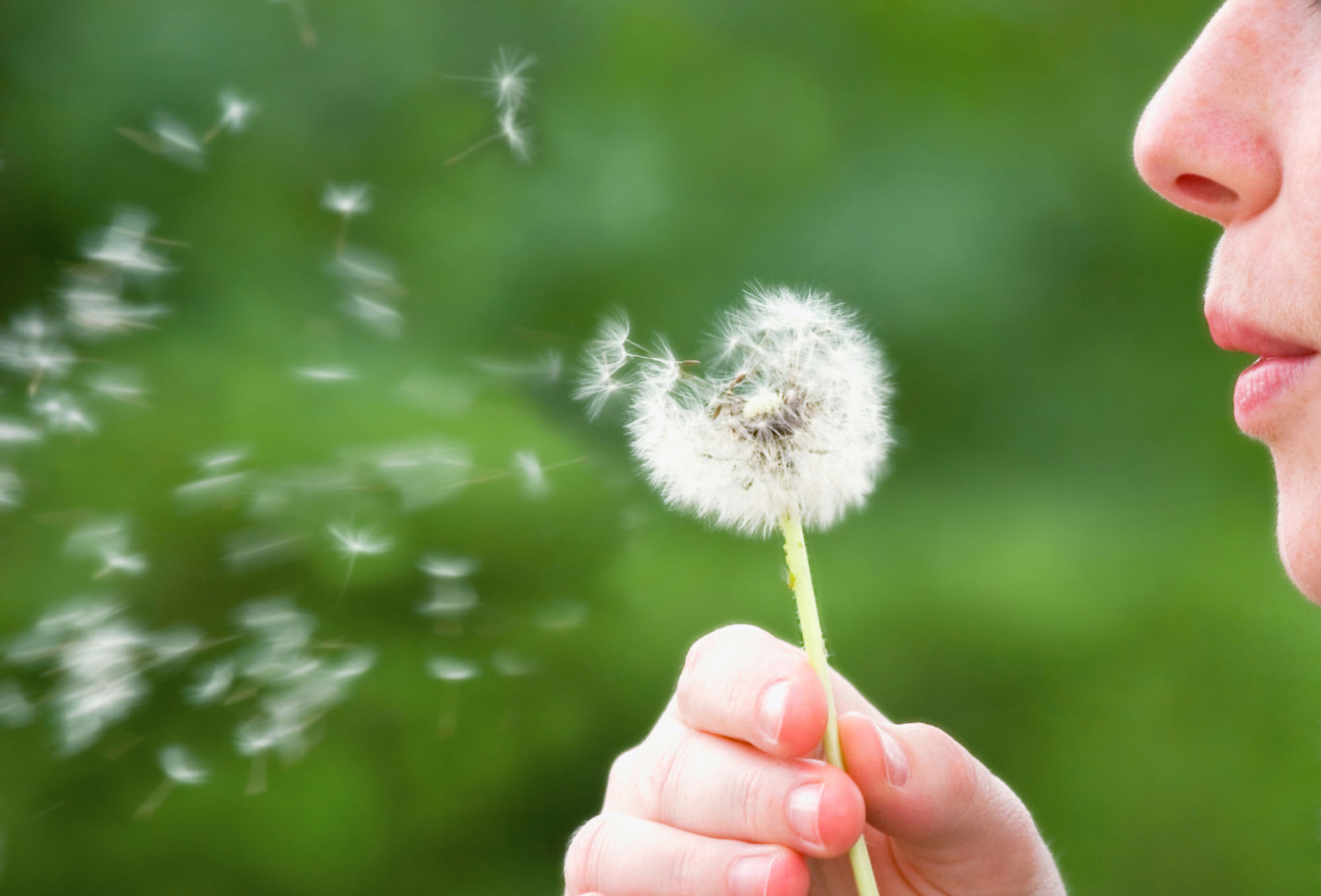 Person blowing on a dandelion outdoors.